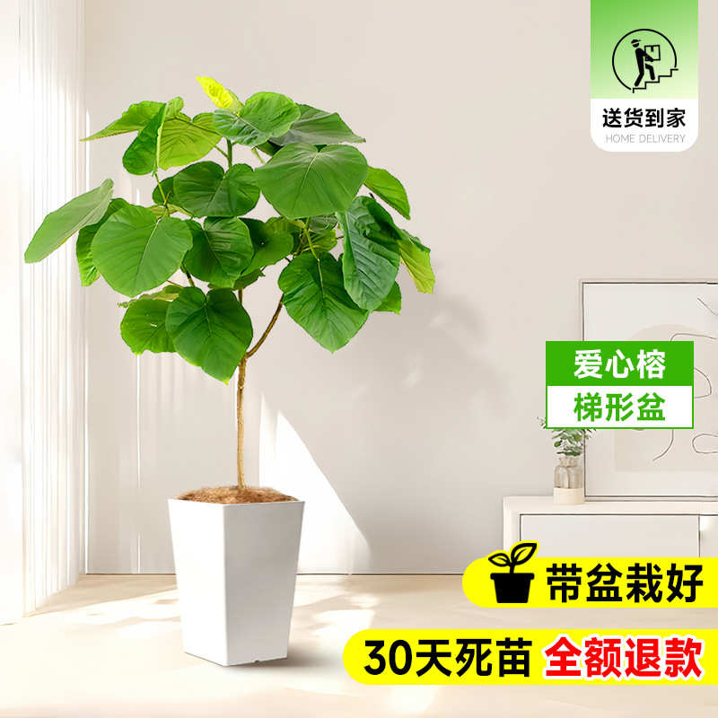 大号叶绿树大型落地真植榕室内客厅禄批发心榕植爱心盆栽榕大