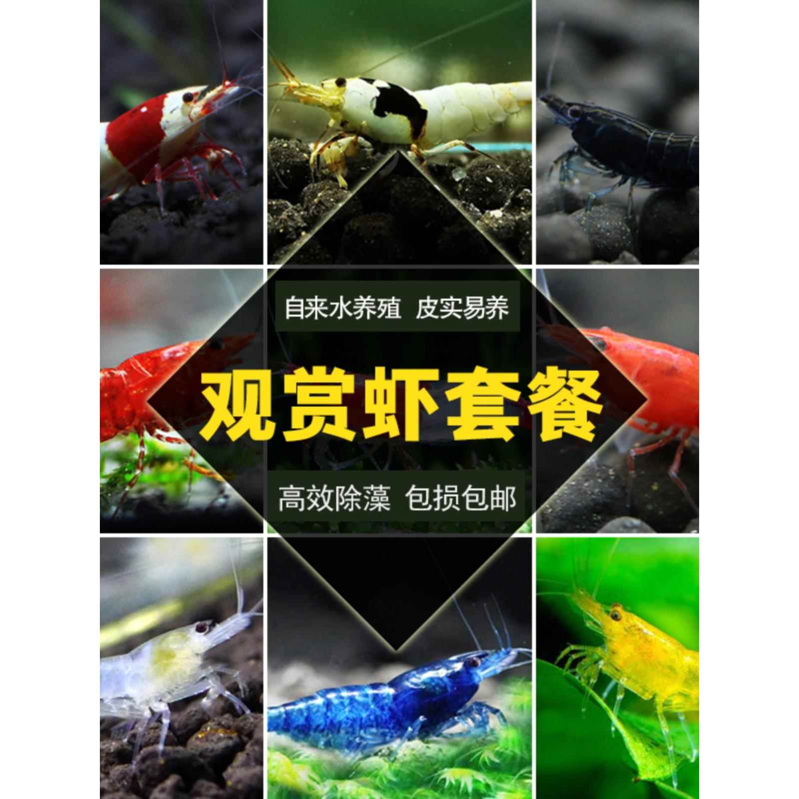鲜活体观赏虾淡水鱼缸除藻工具虾观赏虾米水晶虾极火虾小宠物虾苗