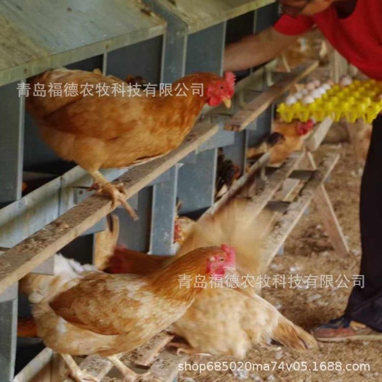 多穴鸡用产蛋箱 鸡下蛋箱子 种鸡产蛋窝 双层产蛋箱养鸡设备