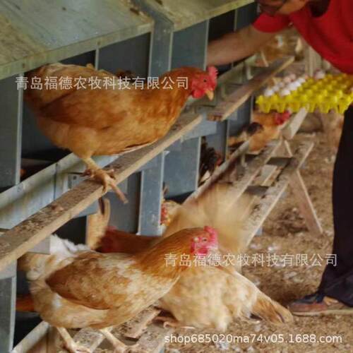 多穴鸡用产蛋箱 鸡下蛋箱子 种鸡产蛋窝 双层产蛋箱养鸡设备