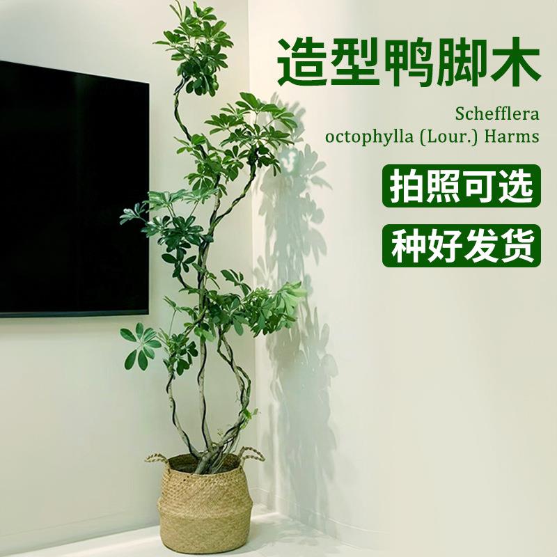 造型鸭脚木室内盆栽鸭掌木净化空气办公室客厅四季常青大型绿植物