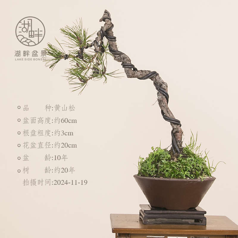 好造型盆景桩植庭院黄山茶桌盆栽养老松树黑松一物阳台绿一拍书房