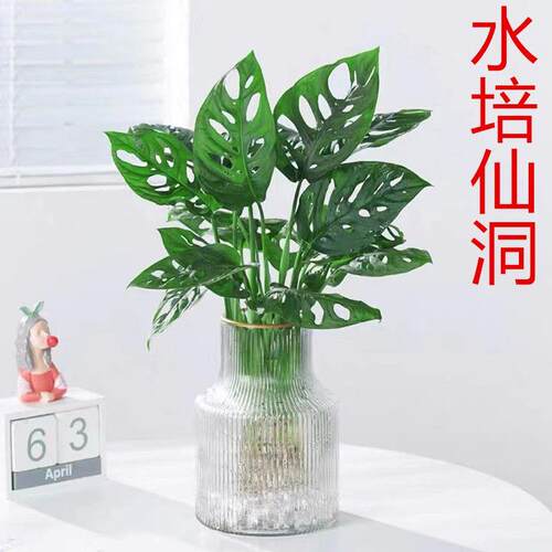 仙洞龟背竹盆栽网红植物洞洞芋垂藤爬藤耐阴室内盆栽阳台