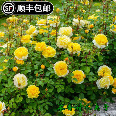 诗人的妻子奥斯汀灌木月季多季开花花卉量大抗病浓香盆栽花苗枝柔