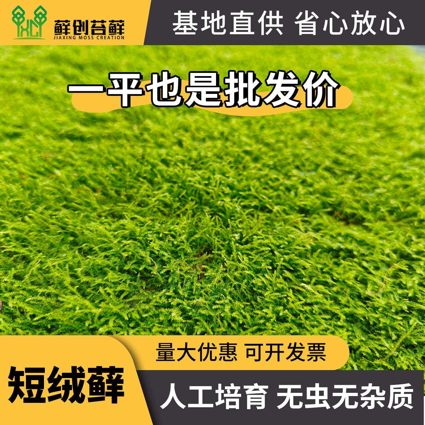 短绒藓 鲜活苔藓草皮青苔微景观绿植盆栽铺面植物小盆景苔藓造景