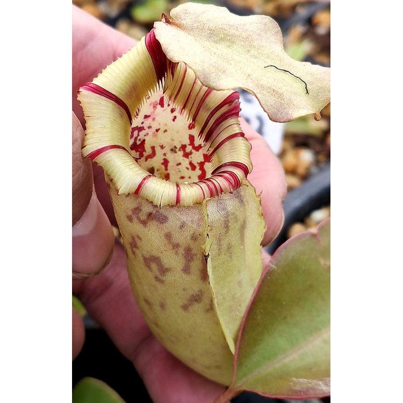 辛布亚x维奇x劳氏猪笼草可爱sibuyanensis x (veitchii x lowii)