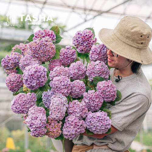 塔莎的花园反季精品绣球开花盆栽庭院阳台室外落跑新娘妖精吻ld