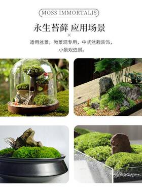永生苔藓植物墙造景苔藓白发藓狭叶白发藓青苔造景室内枯山水景观