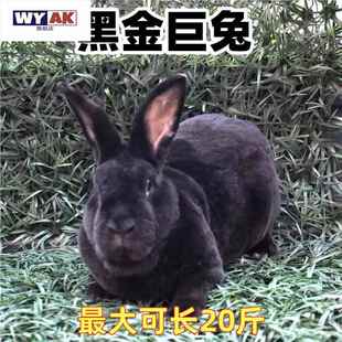 兔子活苗物家养兔公母一对幼仔黑金巨兔大肉兔可繁殖兔包邮