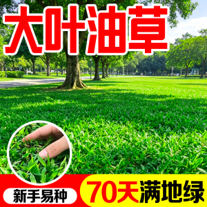 大叶油草种子耐寒耐旱再生力强