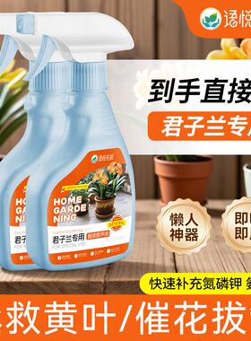 君子兰花园用品营养液盆栽客厅植物小盆栽开花好养活君子兰叶面肥