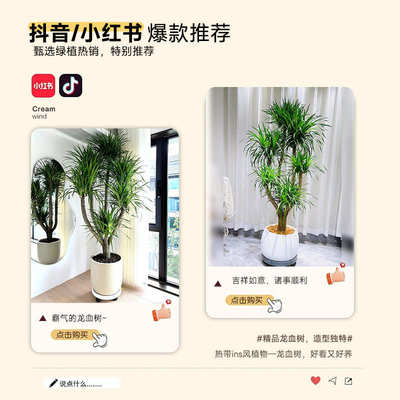 龙须树室内真龙盆栽大号铁树多头植物绿龙血树旺植宅客厅大型盆景