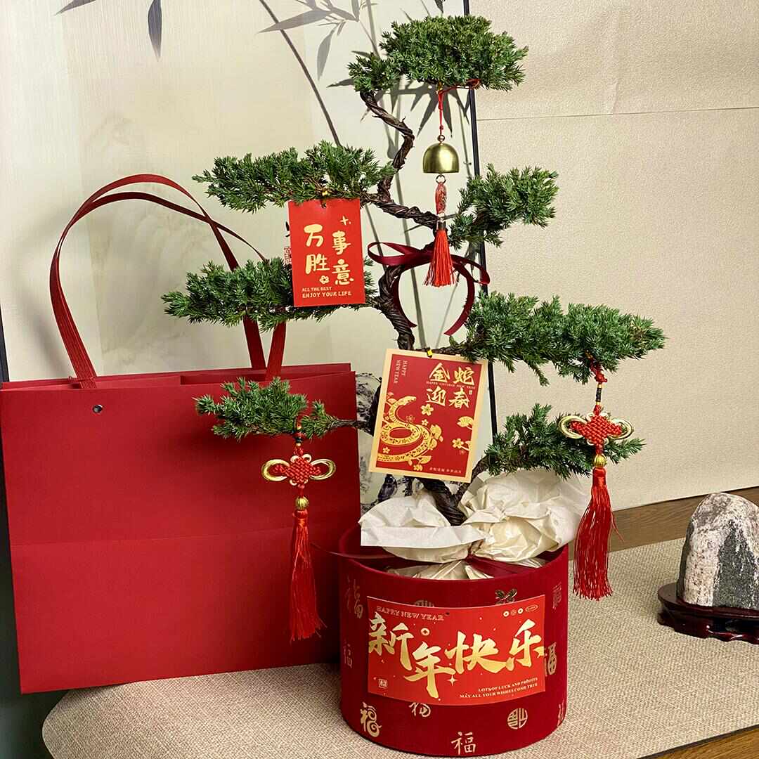 七层塔松盆栽盆景送长辈祝寿礼物室内植物开业乔迁绿植退休送礼品