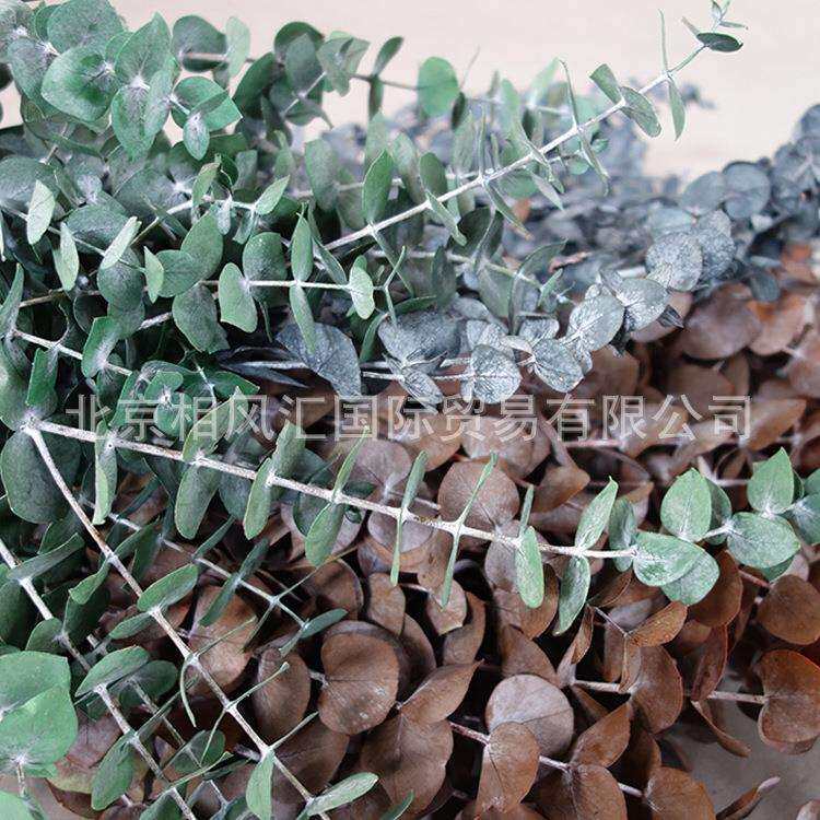 进口永生尤加利叶桉树叶装饰搭配不凋花