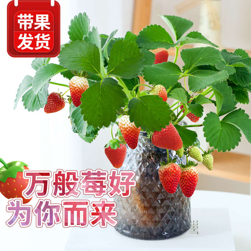 水培植物水果草莓苗四季结果盆栽可食用室内好养办公室工位绿植
