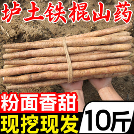 正宗河南垆土铁棍山药10斤新鲜小白嘴脆怀淮山药5