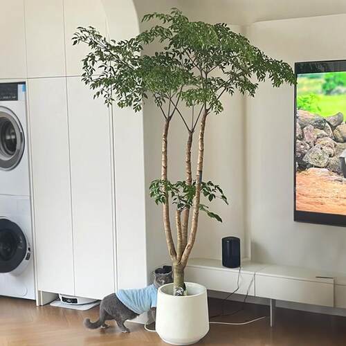 原生幸福树客厅大盆栽幌伞枫室内绿植大型老桩植物落地四季好养活