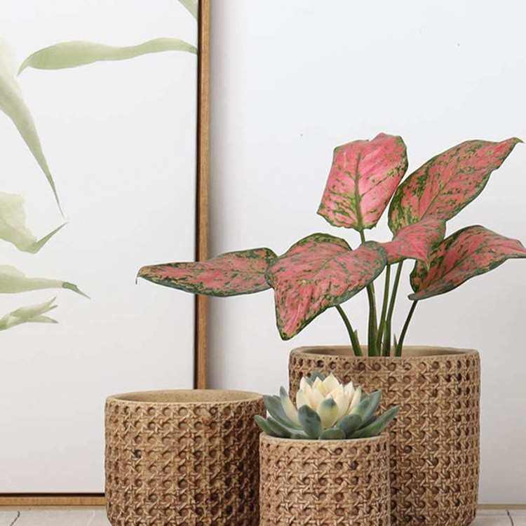 日式仿编织花盆复古藤编蝴蝶兰陶瓷竹编套盆草编龟背竹绿植兰西辰,鲜花速递/花卉仿真/绿植园艺,花盆,淘宝优惠券,粉丝福利购,淘宝优惠卷