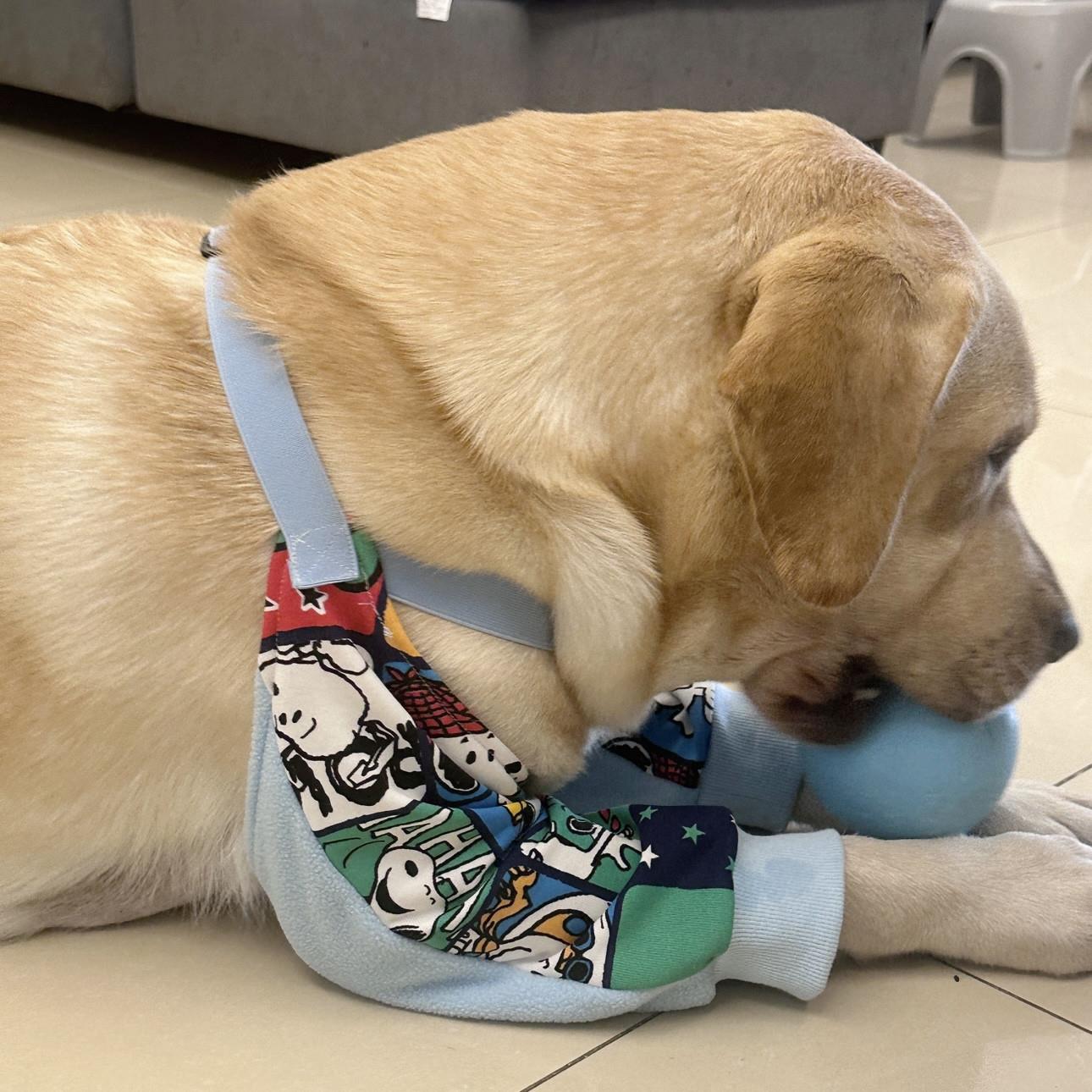 金毛拉布拉多犬两条腿肘部护垫前腿关节保护套大腿膝盖护垫宠物保
