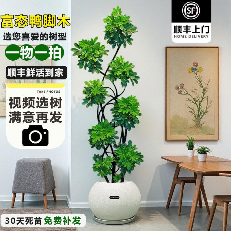 造型鸭脚木客厅大盆栽鸭掌木鹅掌柴室内落地式大型绿植物四季常青