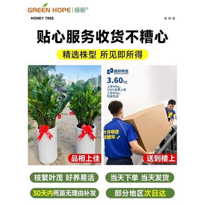 金钱树盆栽客厅大花盆办公室内旺宅大型绿植圆叶摇钱串子落地摆件