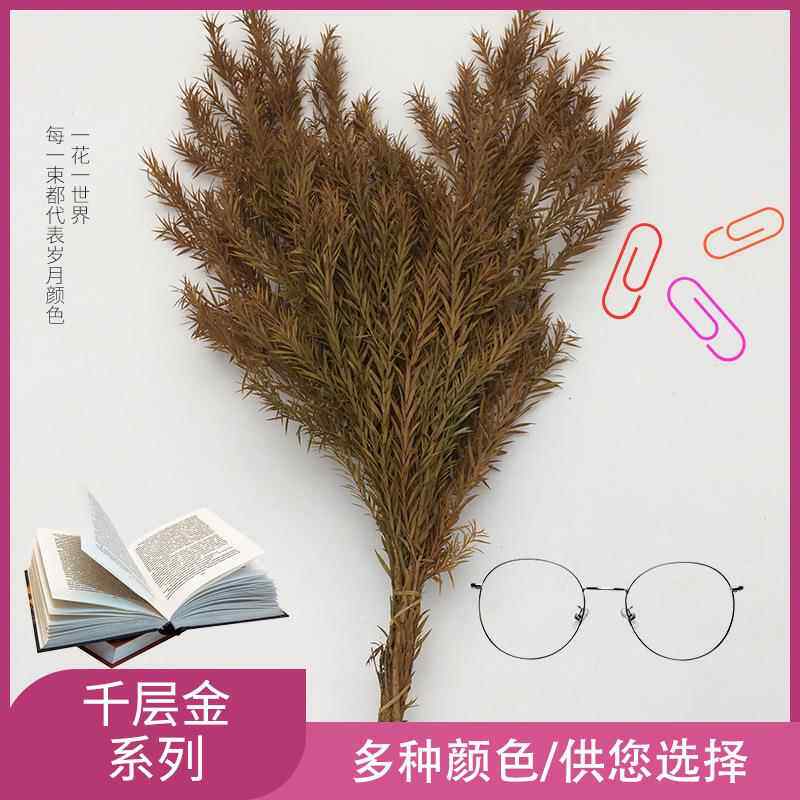 永生千层金干花礼盒真花叶子树枝配材北欧家居装饰永生花束