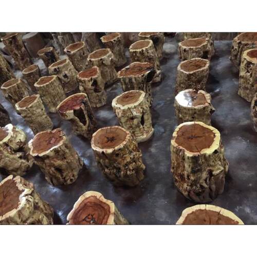 枣木墩子树墩树桩根雕椅墩实木茶几凳子茶凳原木树桩枣木花架