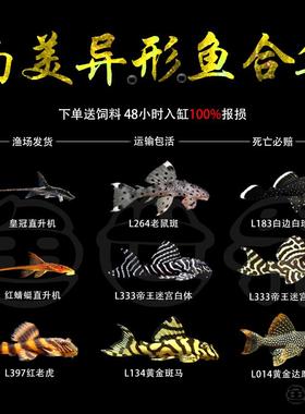 帝王迷宫老鼠斑异型L333人工鱼小型淡水鱼南美观赏鼠清道夫鱼底栖