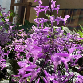 香茶菜盆栽 特丽莎 莫纳薰衣草 吸毒草 多年生庭院室内耐半阴花卉