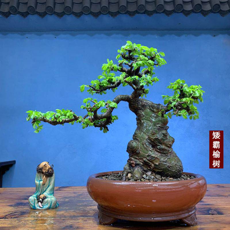 榆树老桩矮霸盆栽坨坨小叶榔榆一物一拍榆树盆景种好带盆包邮