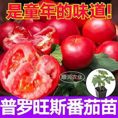 寿光沙瓤普罗旺斯番茄秧苗老品种西红柿皮薄多汁带土球四季蔬菜苗