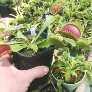 捕蝇草超大趣味食虫草食人花混合大嘴花懒人花盆阳台新奇花卉盆栽
