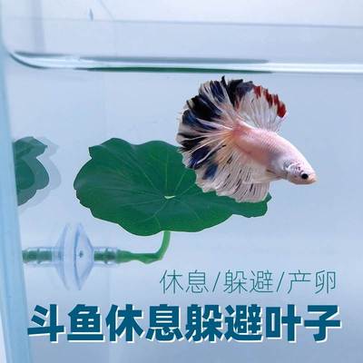 斗鱼休息懒人叶子真水草装饰树叶睡觉床小鱼缸造景躲避屋产卵叶