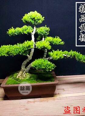 黄杨盆景植物大型老树桩造型提根小叶皱皮庭院客厅阳台珍珠雀舌