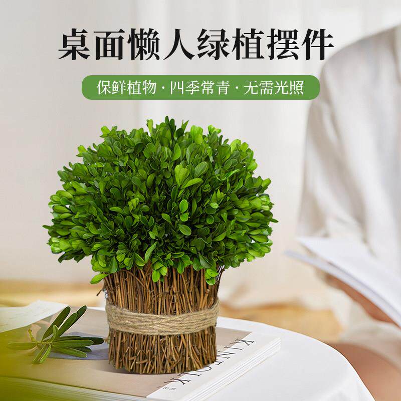 黄杨藤条永生花干花花束客厅办公室仿真花桌面永生绿植装饰小摆件
