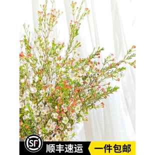 多色可选进口澳洲腊梅澳梅新鲜家庭办公室水养花卉云南基地直发