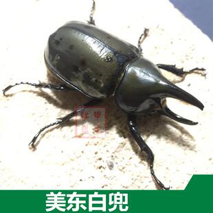 美东白兜 成虫幼虫 另有独角仙中国扁锹长戟毛象战神海神大兜虫