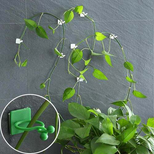 Traceless adhesive hooks for green ivy wall climbing fixator