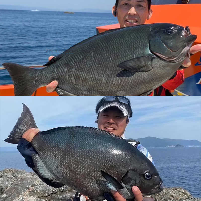 日本宇琦日新NISSIN远投矶竿钓竿PRO SPEC海钓鱼杆黑鲷鱼黄翅路滑