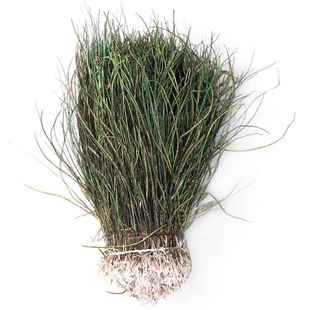 现货孔雀丝15 20cm羽毛草穿条飞绳钩材料仿生虫子鱼钩专用