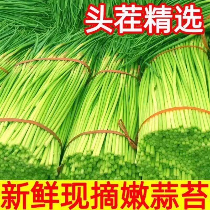 2025年脆嫩新摘头茬蒜苔新鲜蔬菜蒜苔现拔现发红帽蒜