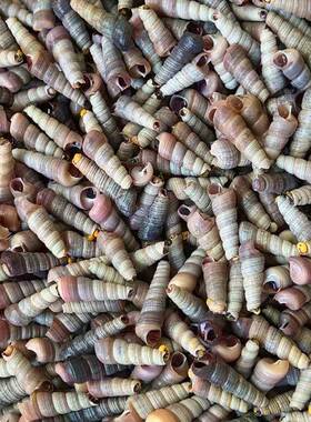 供应食用熟冻钉螺 海锥螺麻辣钉螺商用捞汁食材原料供应