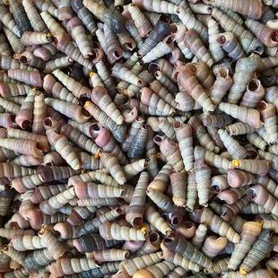 供应食用熟冻钉螺 海锥螺麻辣钉螺商用捞汁食材原料供应