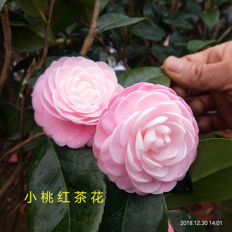 宫粉茶花盆栽 带花苞华东老品种庭院花卉大型山茶花树苗室内绿植