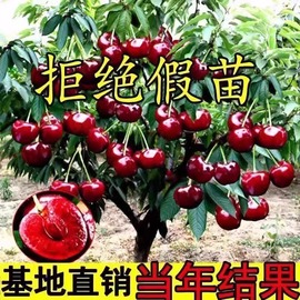 车厘子树苗大樱桃树苖盆栽，嫁接南方北方种植樱桃树苗带土樱桃苗树