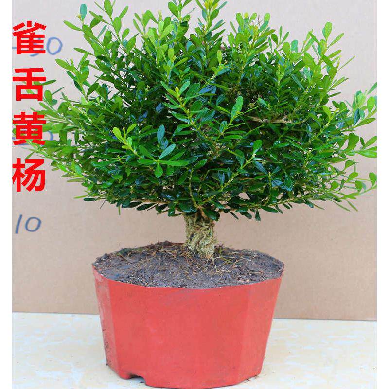 雀舌黄杨盆景树桩绿植室内办公室小叶皱皮黄杨木盆栽花卉四季常青