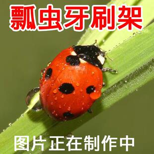 Holder Stor Cartoon Toothbrush Suction Cup Bug Ladybug June