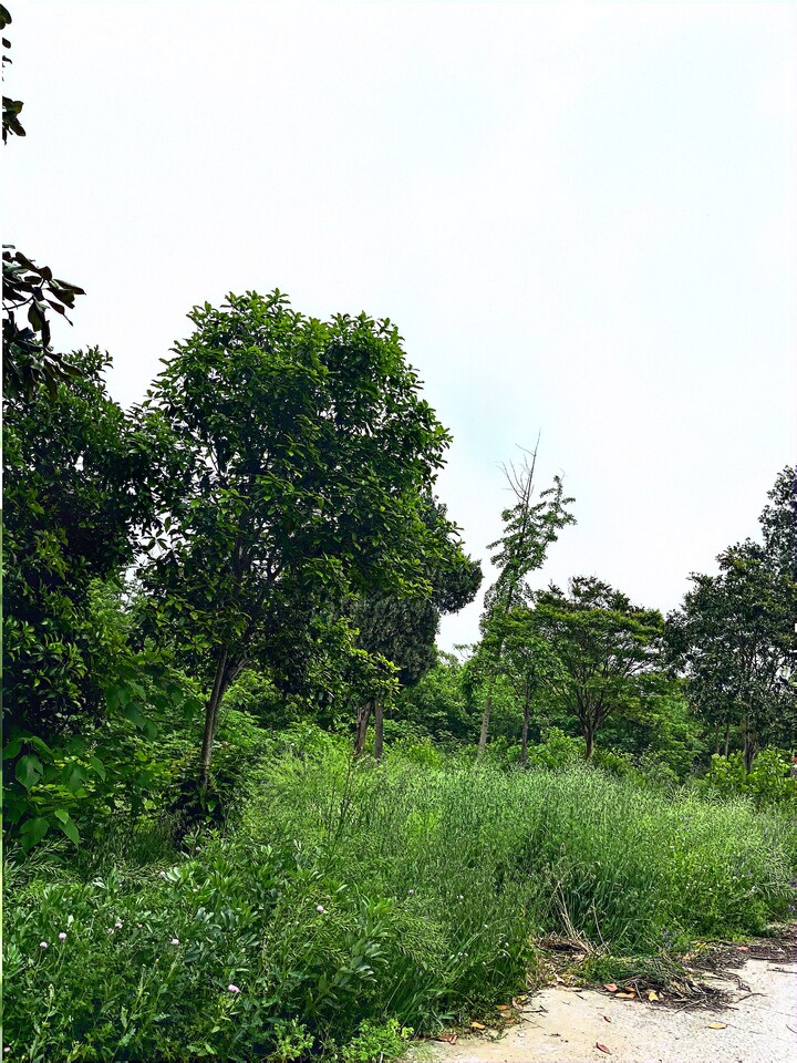 3月23日扬州市农业发展公司花木资产、木材及建筑物构筑物等破产企业资产网络拍卖公告