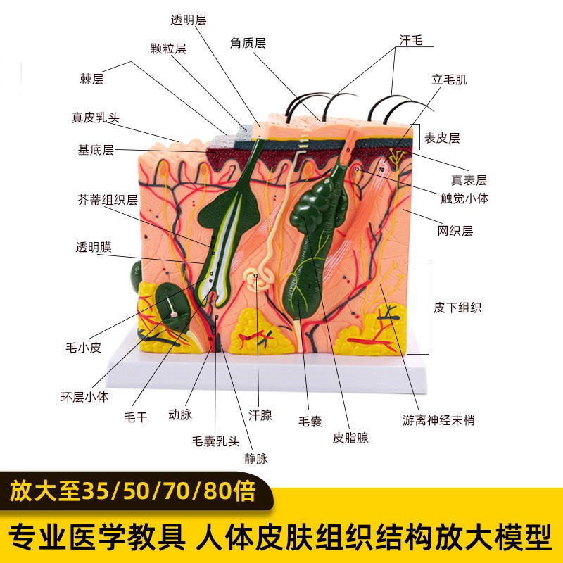 皮肤模型人体毛囊汗腺结构放大70倍毛发生长立体层次美容教学模具