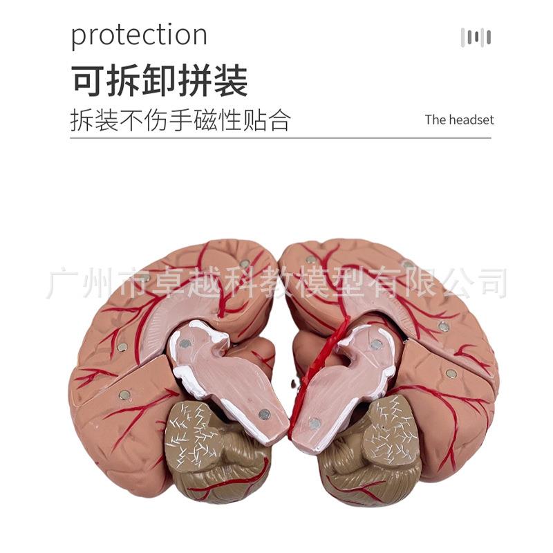 新款直销人体大脑解剖模型脑结构模型大脑模型脑动脉模型 脑血管